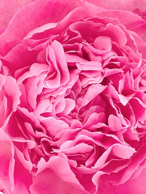 L'Occitane - Pivoine Sublime