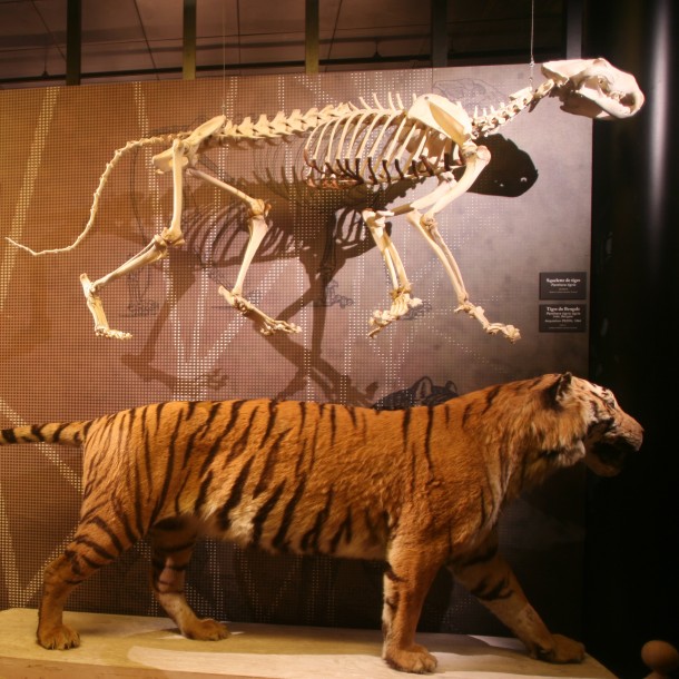 Toulouse Museum of Natural History
