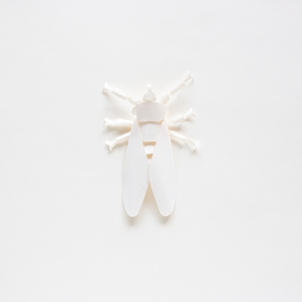 PAPER INSECT